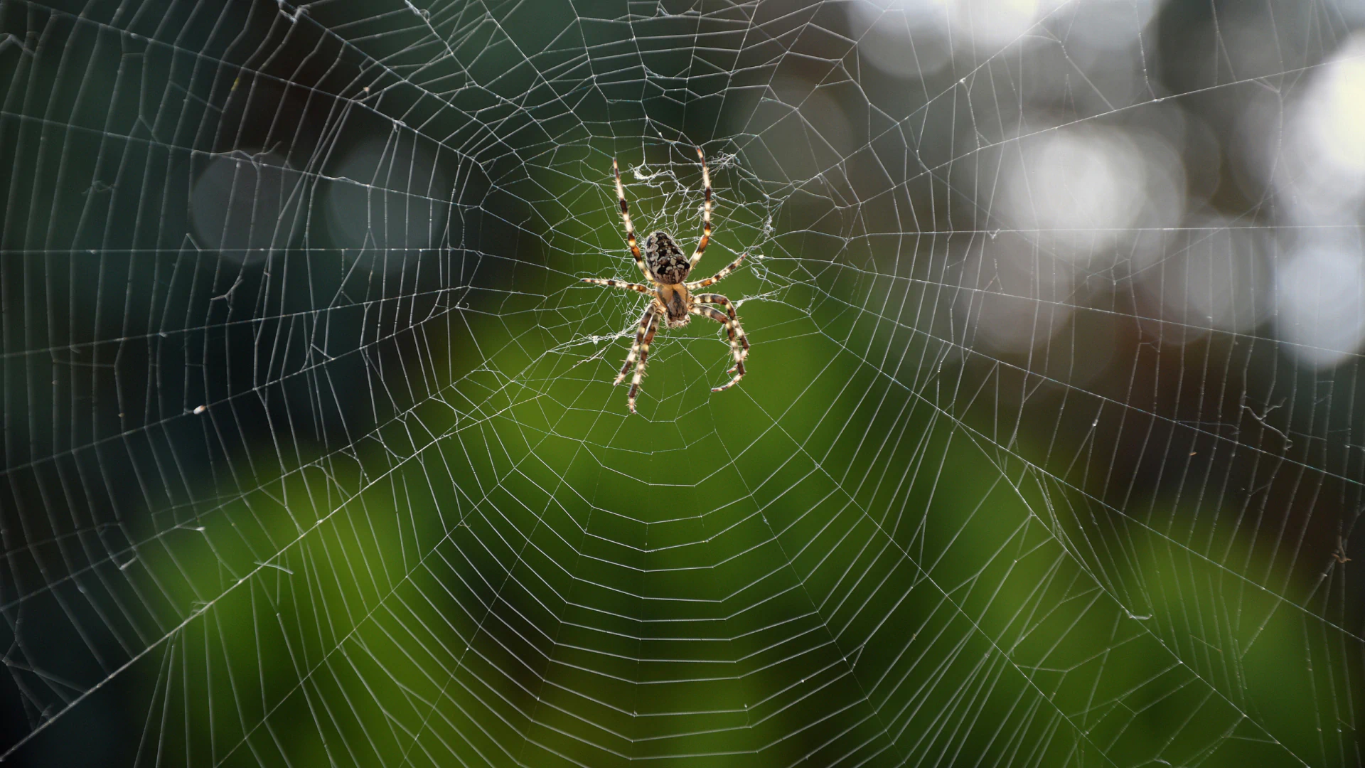 spider on web